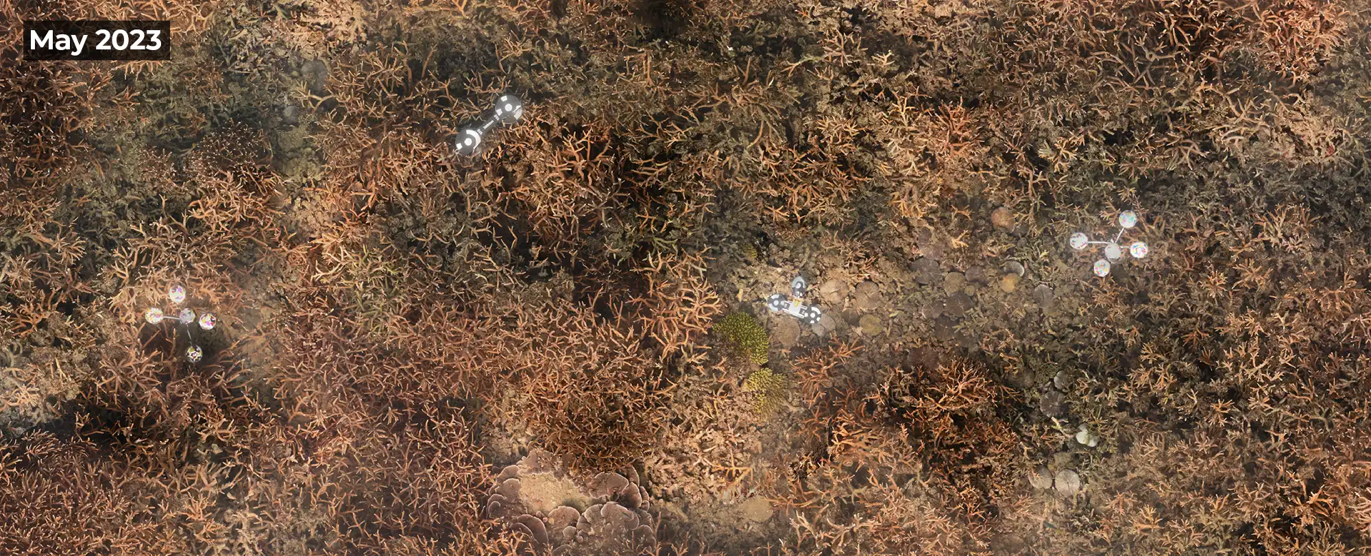 Great barrier reef extent after