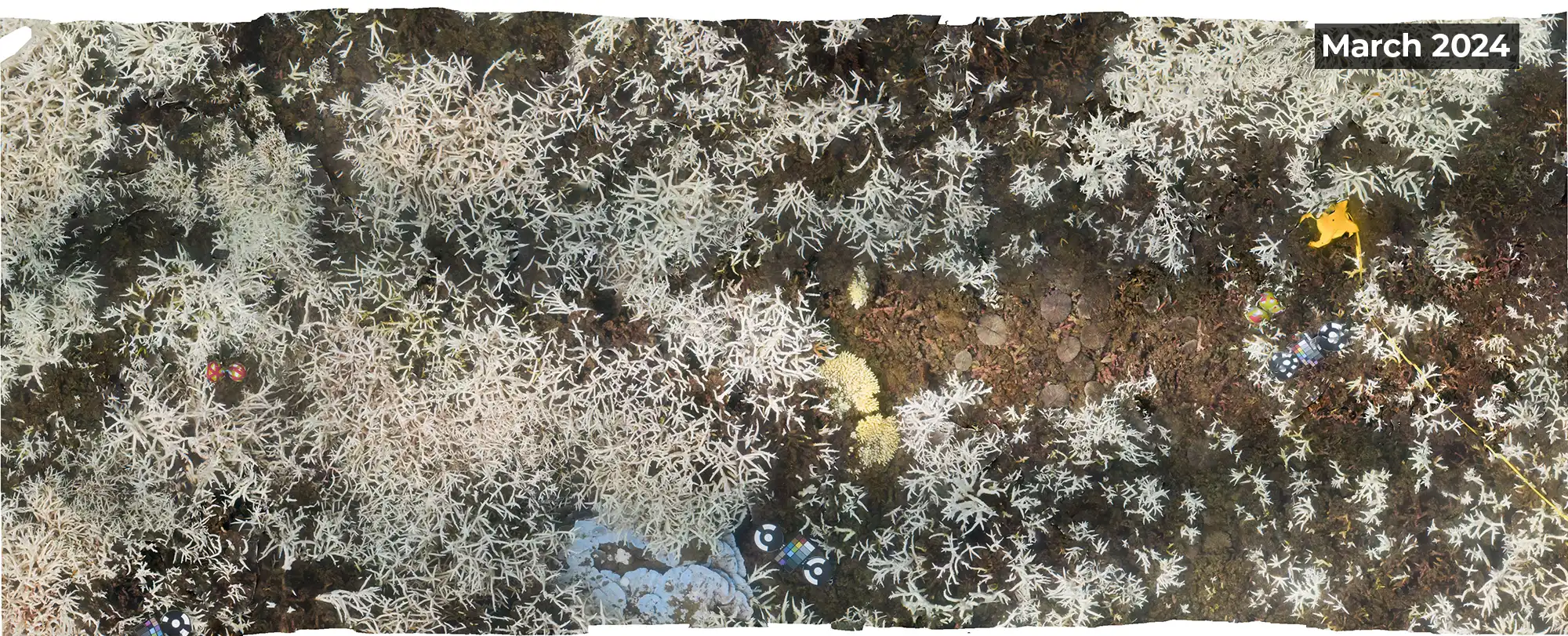 Great barrier reef extent before
