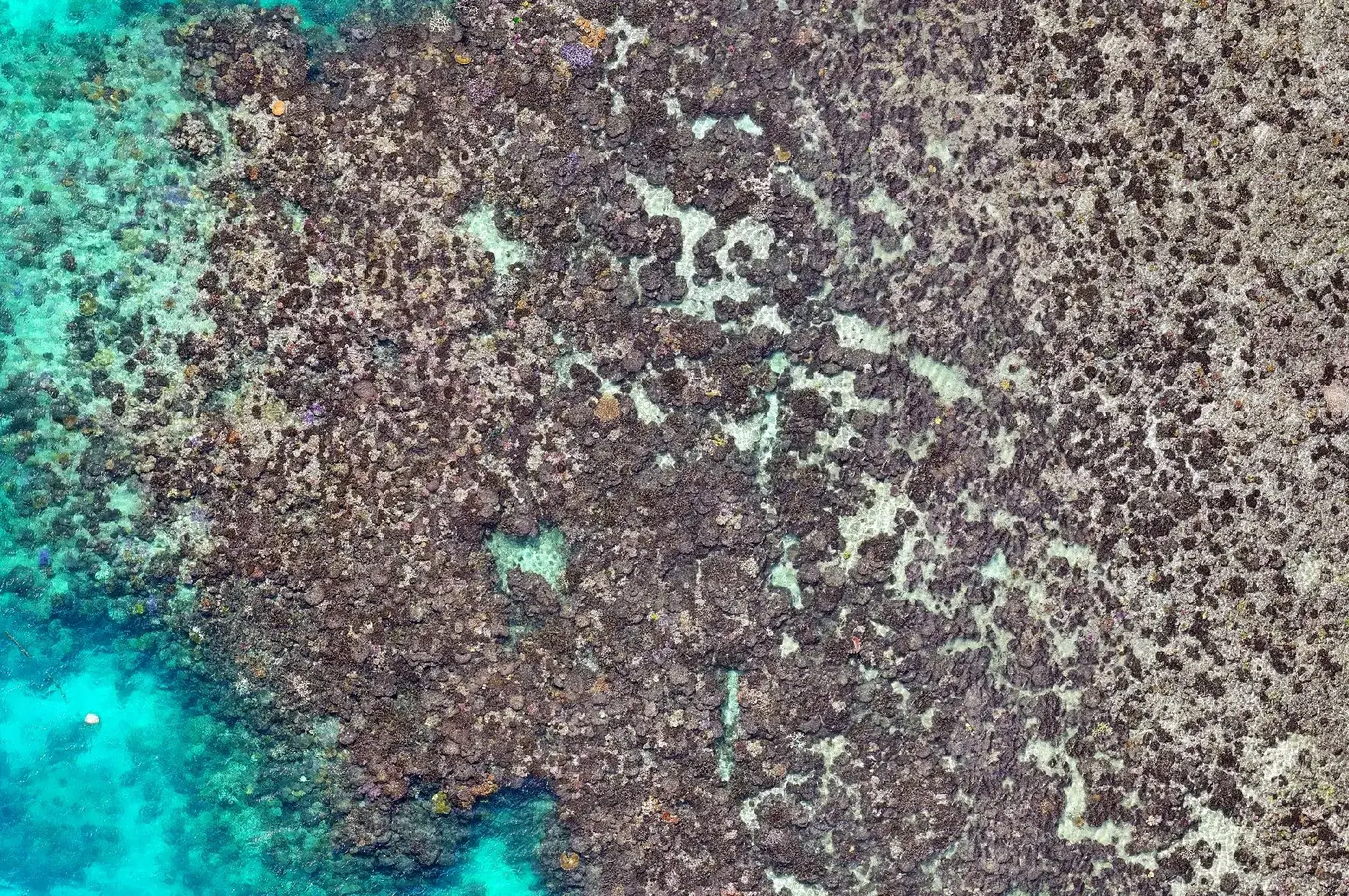 Great barrier reef extent before