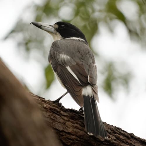 A black and white pied butcherbird
