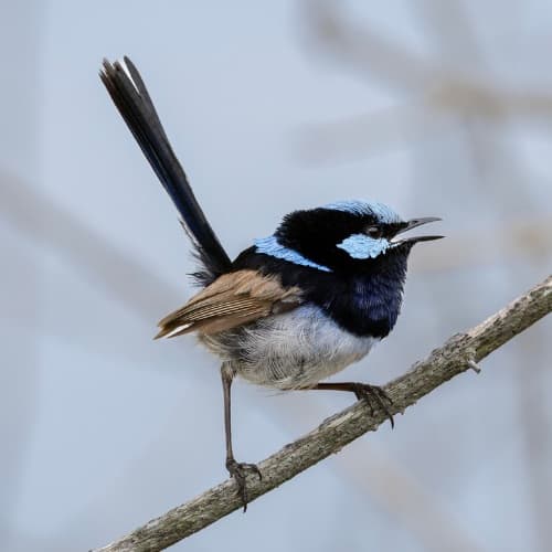 A bright blue superb fairywren