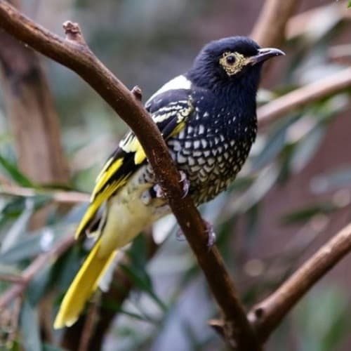 A black and yellow regent honeyeater