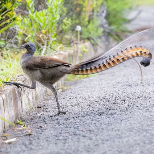 A superb lyrebird with its tail feathers