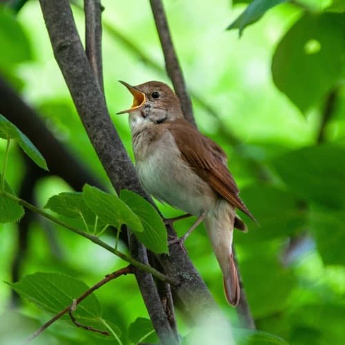 A small brown common nightingale