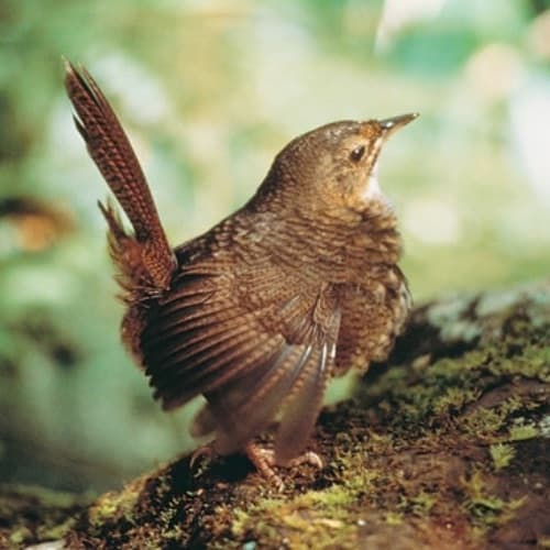A rufous scrubbird in the undergrowth