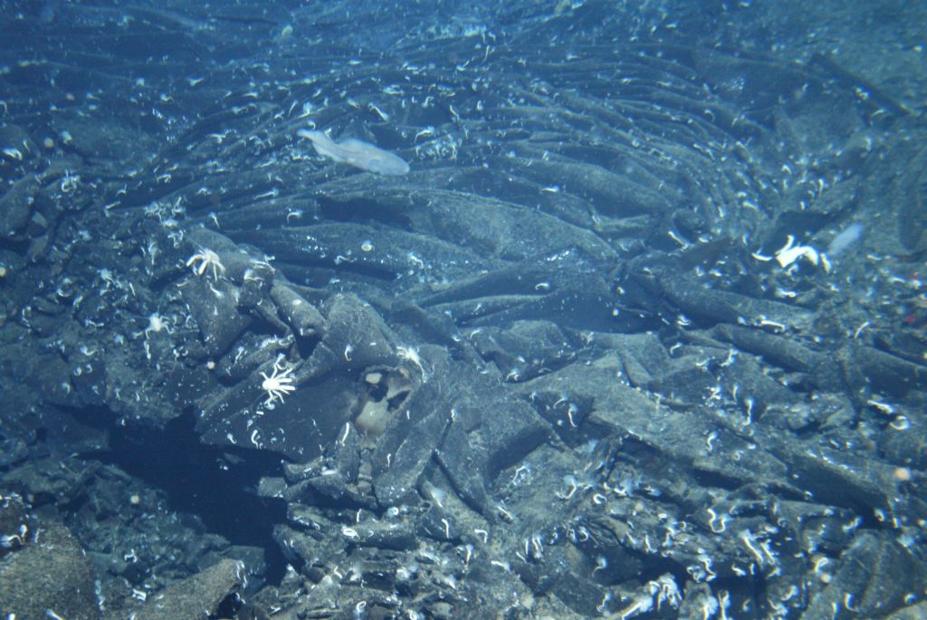 Curtain folded sheet flow lava near hydrothermal vents, first-discovered in 1977 here on the eastern Galapagos Rift. © Woods Hole Oceanographic Institution with thanks to Dr. Tim Shank and the National Science Foundation