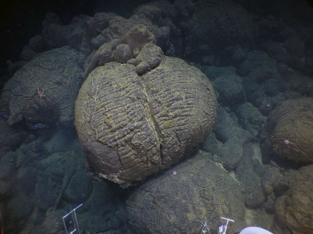 Pillow lava erupted on the Near East Pacific Rise seamount, close to the East Pacific Rise. © Woods Hole Oceanographic Institution with thanks to Dr. Daniel Fornari – WHOI-MISO Facility and the National Science Foundation