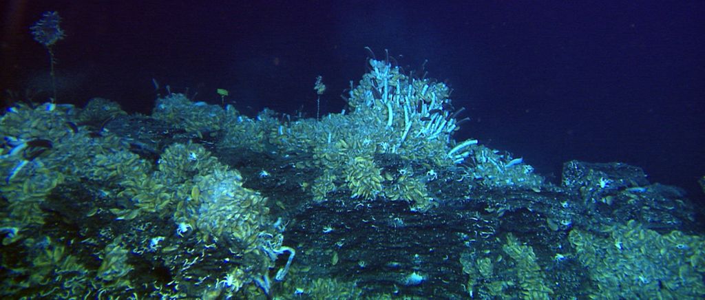 Choo Choo Train low-temperature venting site and animal vent community on the axis of the East Pacific Rise, around 9° 50’ N. Tube worms, mussels and crabs are abundant and a cloud of tiny amphipods swim in the warm water above the tube worms. Karson et al. 2015, “Discovering the Deep: a photographic atlas of the seafloor and oceanic crust.” Cambridge University Press